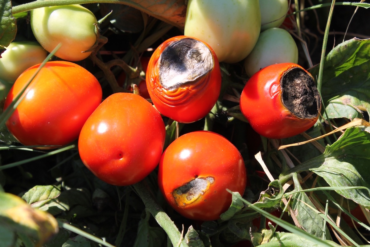 pomodoro-pomodori-marciume-apicale-redazionale-giugno-2023-fonte-scam.jpeg